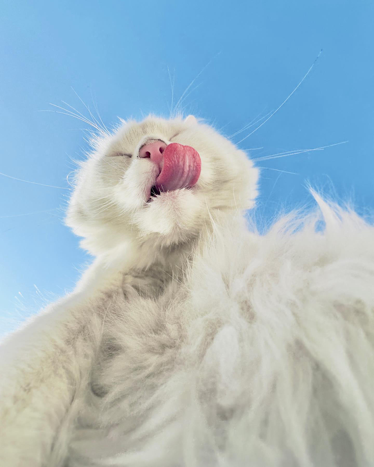 “My goal was to make the viewer feel like the cat was taking a selfie