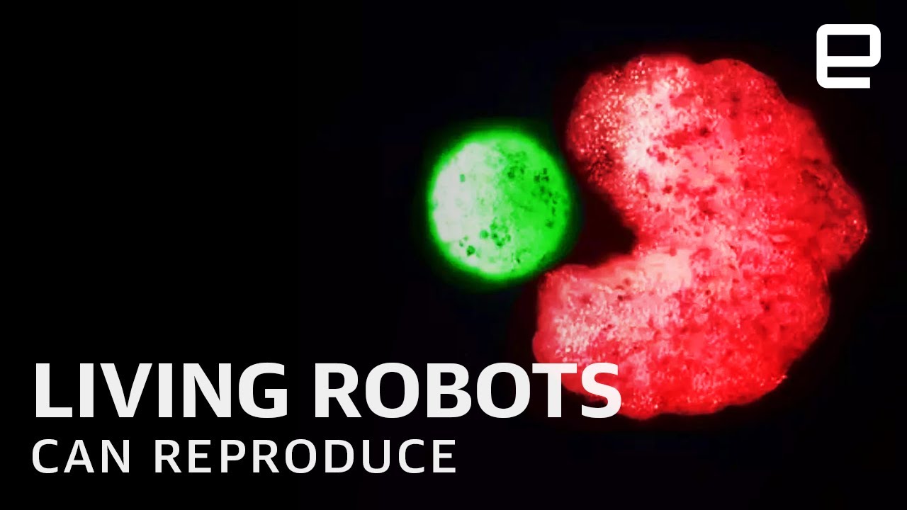 World's First Living Robots xenobots Can Now Reproduce